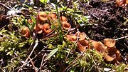 Miniatuur voor Bestand:Dumontinia tuberosa cluster.jpg