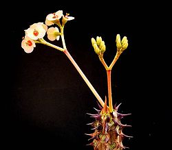 Euphorbia Milii Wikipedia La Enciclopedia Libre