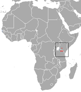 East African highland shrew Species of mammal