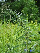 Inflorescence, Poland