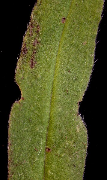 File:Echium vulgare 15-p.bot-echi.vulg-010.jpg