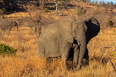 Elefante africano de sabana (Loxodonta africana), parque nacional Kruger, Sudáfrica, 2018-07-25, DD 12.jpg