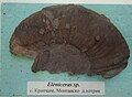 Eleniceras sp., Lower en:Hautеrivian, en:Krapchene, Cr1 968x1, (Coll. G. Mandov) at the en:Sofia University "St. Kliment Ohridski" Museum of Paleontology and Historical Geology