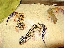 Tres lagartos vistos desde arriba.  Uno es amarillo con manchas negras alineadas, uno es naranja con motas negras y el último es pálido y sin patrón.