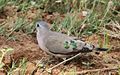 Emerald-spotted Wood Dove, Turtur chalcospilos at Marakele National Park, South Africa (14135123046).jpg