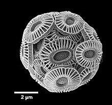 Emiliania huxleyi protected with asymmetric coccoliths Emiliania huxleyi.jpg