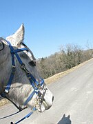 Kop van een lichtgrijs paard met een blauwe streep.