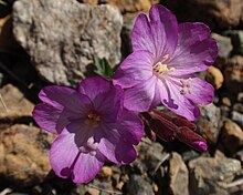 Epilobium siskiyouense.jpg