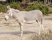 Equus africanus somaliensis - Réserve africaine de Sigean 01.jpg