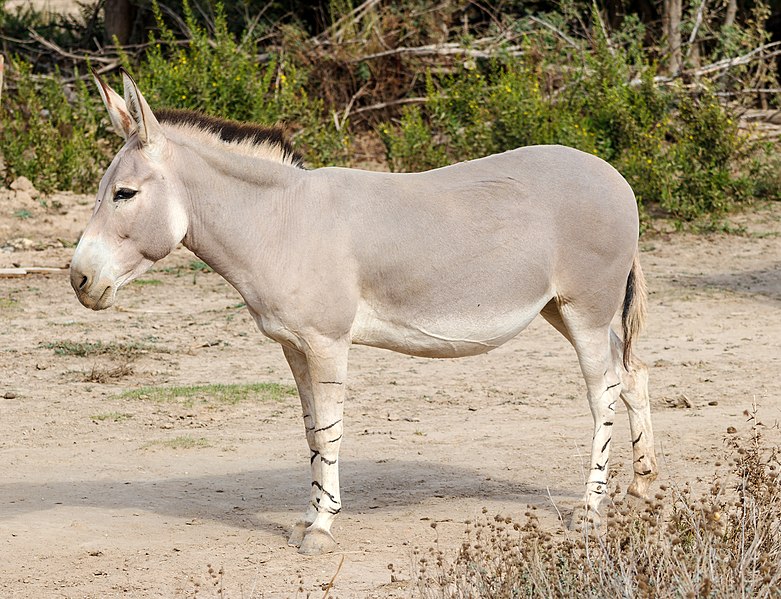 File:Equus africanus somaliensis - Réserve africaine de Sigean 01.jpg