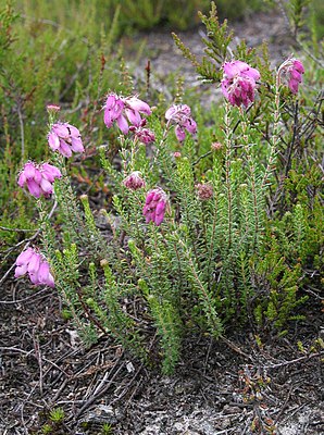 Klokkelyng (Erica tetralix)