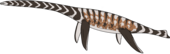 Restoration Eromangasaurus australis.png