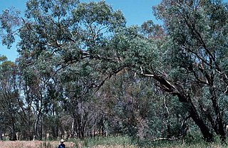 <i>Eucalyptus cadens</i> Species of eucalyptus