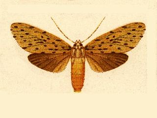<i>Eucereon ochrota</i> Species of moth