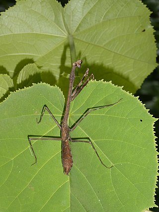 <i>Euchomenella macrops</i> Species of praying mantis