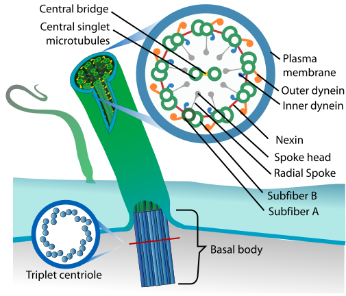 Datei:Eukaryotic cilium diagram en.svg