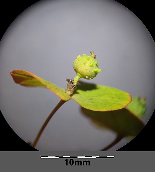 File:Euphorbia angulata sl8.jpg