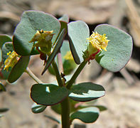 Euphorbia brachycera