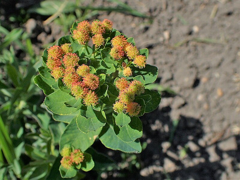 File:Euphorbia epithymoides kz03.jpg