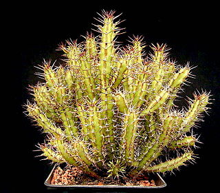 <i>Euphorbia griseola</i> Species of flowering plant