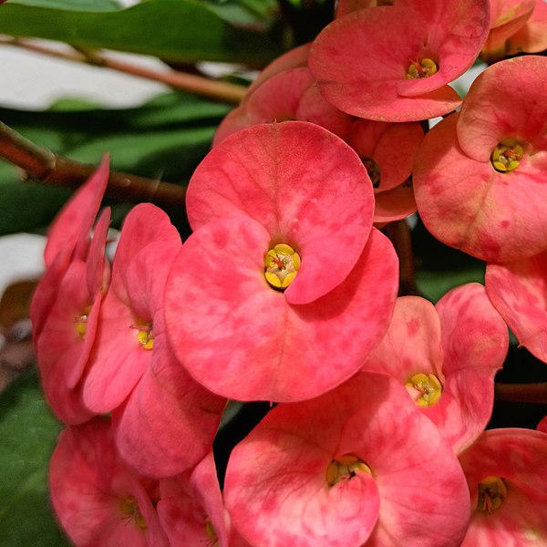 File:Euphorbia milii (Family Euphorbiaceae) - Flowers I.jpg