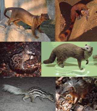 <span class="mw-page-title-main">Eupleridae</span> Family of carnivores