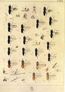 <i>Heringia vitripennis</i> Species of fly