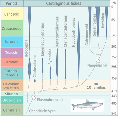 Radiation of cartilaginous fishes, based on Michael Benton, 2005. Evolution of cartilaginous fishes.png