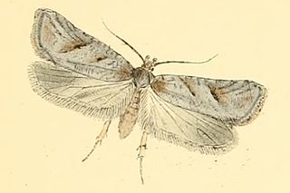<i>Exaeretia</i> Genus of moths