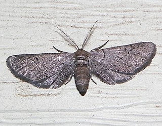 <i>Exelis pyrolaria</i> Species of moth