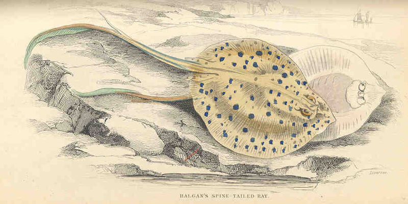 File:FMIB 35935 Halgan's Spine-Tailed Ray.jpeg