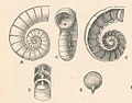 Ilustração mostrando a concha de Spirula spirula (A, B), seccionada para observação de seu sifão interno (C, D, E).