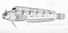 FMIB 50672 Hypsoblennius piersoni Gilbert & Starks turi namunasi; Panama.jpeg