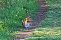 Feldhase - Lepus europaeus - pausierend und Pfotenpflege im NSG Nr. 76 Oberalsterniederung * Wiki Loves Earth 2020/Deutschland