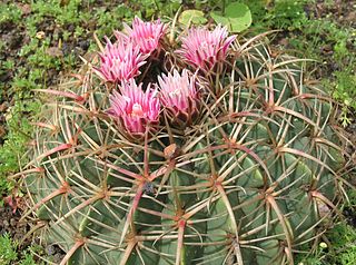 <i>Ferocactus macrodiscus</i> Species of cactus