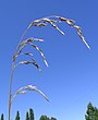 Festuca arundinacea flowerhead1 (7325811876).jpg