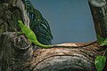 * Nomination Fiji Banded Iguana at Toronto Zoo --Fabian Roudra Baroi 02:04, 29 July 2023 (UTC) * Promotion  Support Good quality -- Johann Jaritz 02:06, 29 July 2023 (UTC)