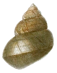 Filopaludina martensi shell 2.png