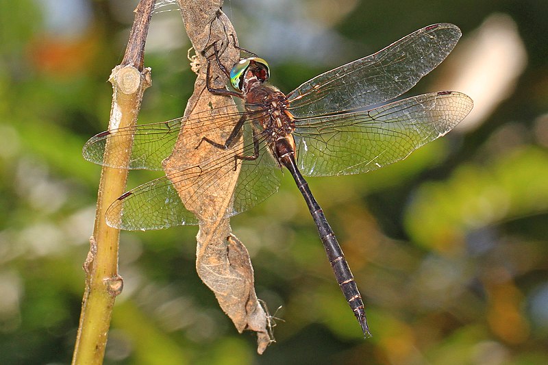 File:Fine-lined Emerald - Somatochlora filosa, Occoquan Bay National Wildlife Refuge, Woodbridge, Virginia (37317413656).jpg