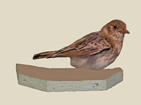 Lark, Fischer's Sparrow- ♀ Eremopterix leucopareia
