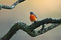 Flame Robin male, Jenolan Caves, New South Wales, Australia