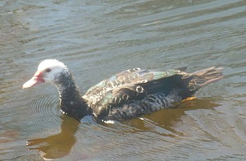 Muscovy Duck