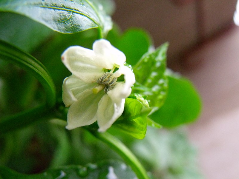 File:Flor de pimiento.jpg