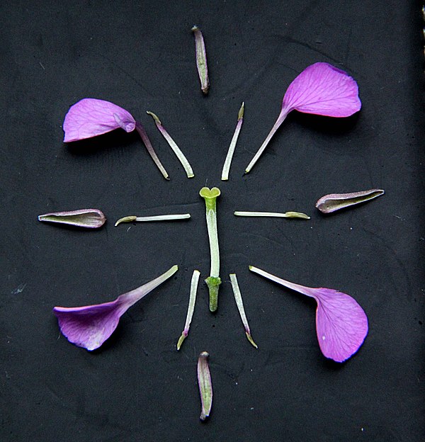 Typical floral diagram of a Brassicaceae (Erysimum "Bowles' Mauve")