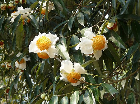 ไฟล์:Flowers_of_Mesua_ferrea_Kaziranga_TR_AJTJ_P1010329.JPG