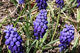 Unknown grape hyacinth of Rock Camp in 2022
