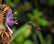 Syrphe face à une fleur de Tradescantia ; à noter les filaments bleus chevelus.