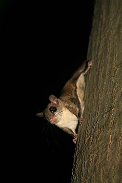 Flying squirrel.jpg