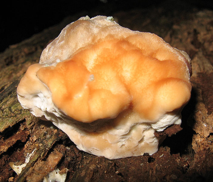 File:Fomitopsis spraguei 49356.jpg