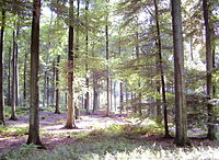 Old beech forests and primeval beech forests of the Carpathian Mountains and other regions of Europe